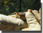 Skorpion